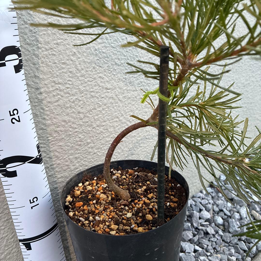 ★超希少★ バンクシア バースデーキャンドル