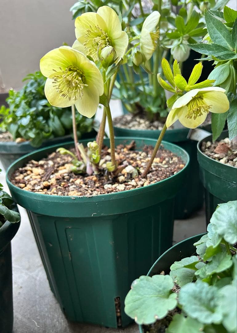 クリスマスローズ　大和園　ボッコネイ系　ssイエローグリーン　未株分け　6号