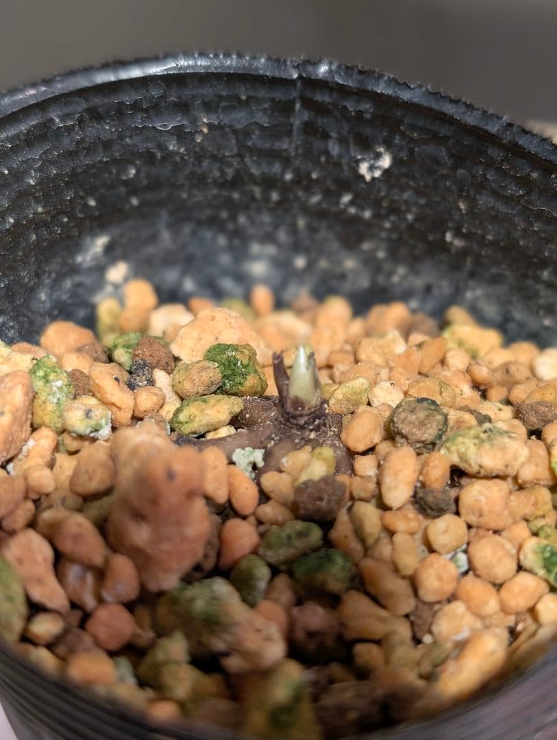 lucas17c316さま専用