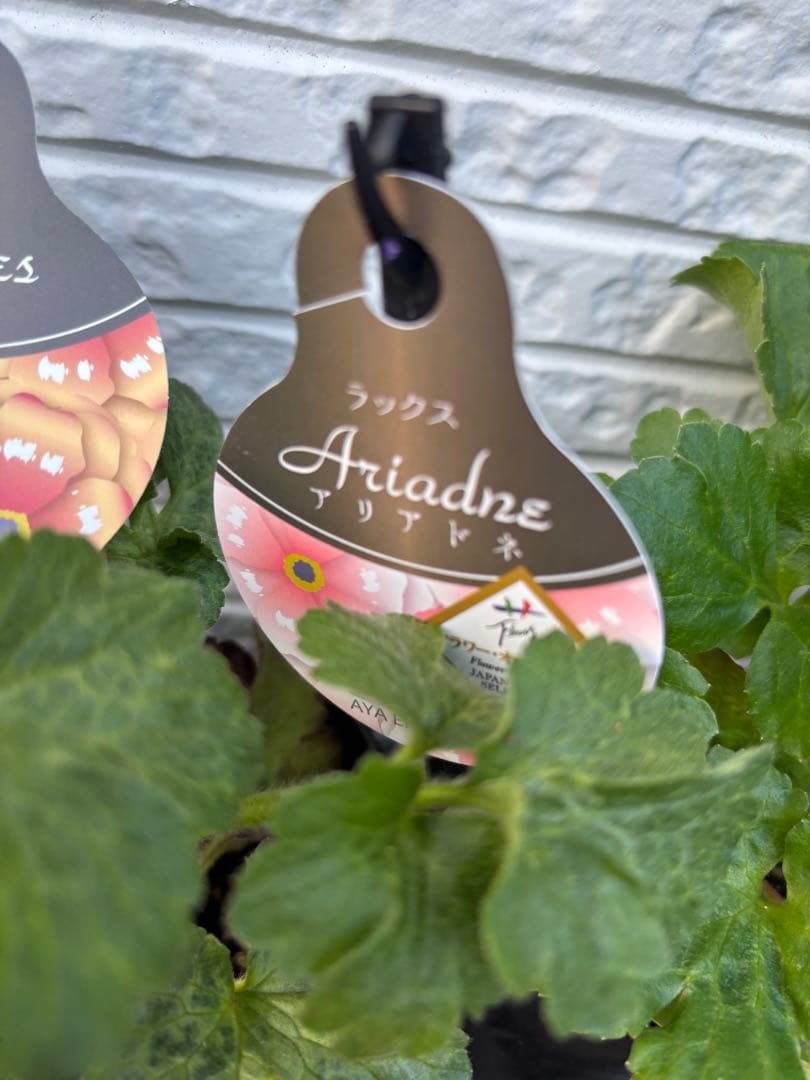 ラナンキュラスラックス球根苗ポットごとタグ付正規品　アリアドネ　ハデス　リキュア