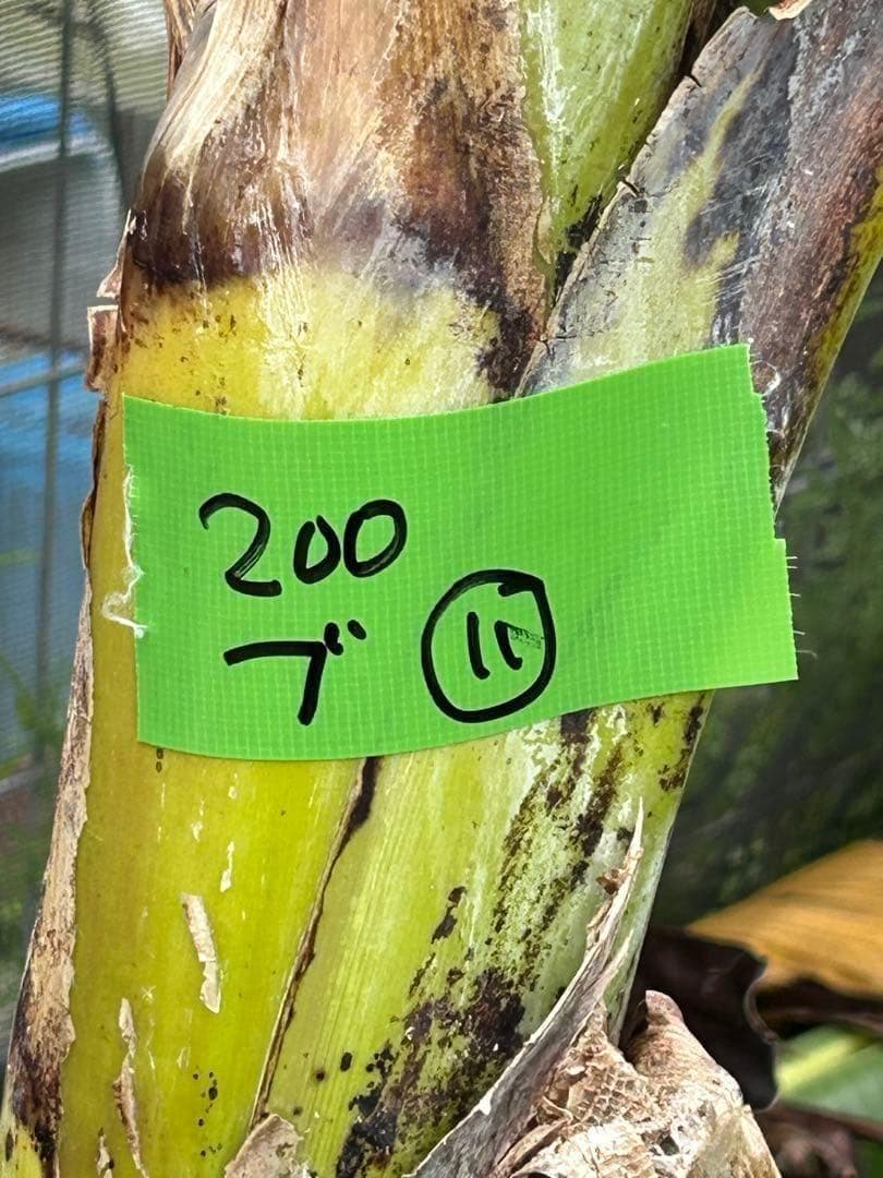 半額◆2m10cm超巨大苗◆糖度と酸味の饗宴◆ドワーフブラジルアップル・バナナ苗