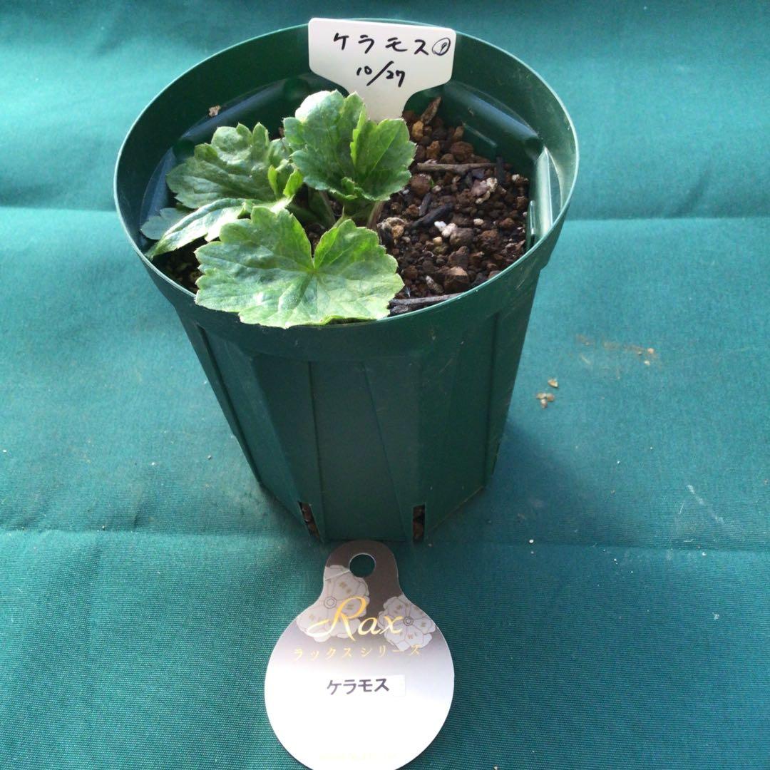 ラナンキュラスラックス　3鉢（ラベル添付）