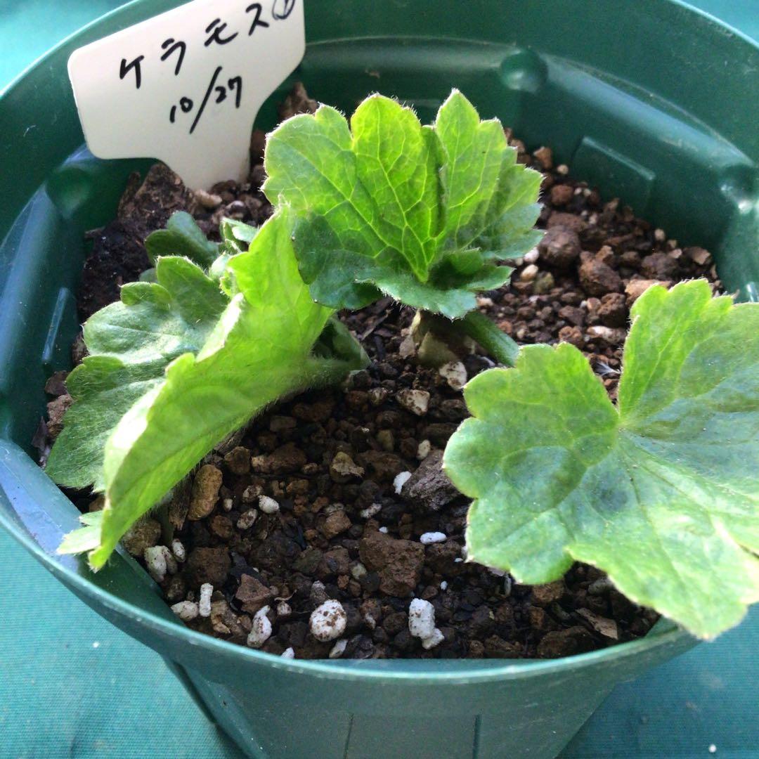 ラナンキュラスラックス　3鉢（ラベル添付）