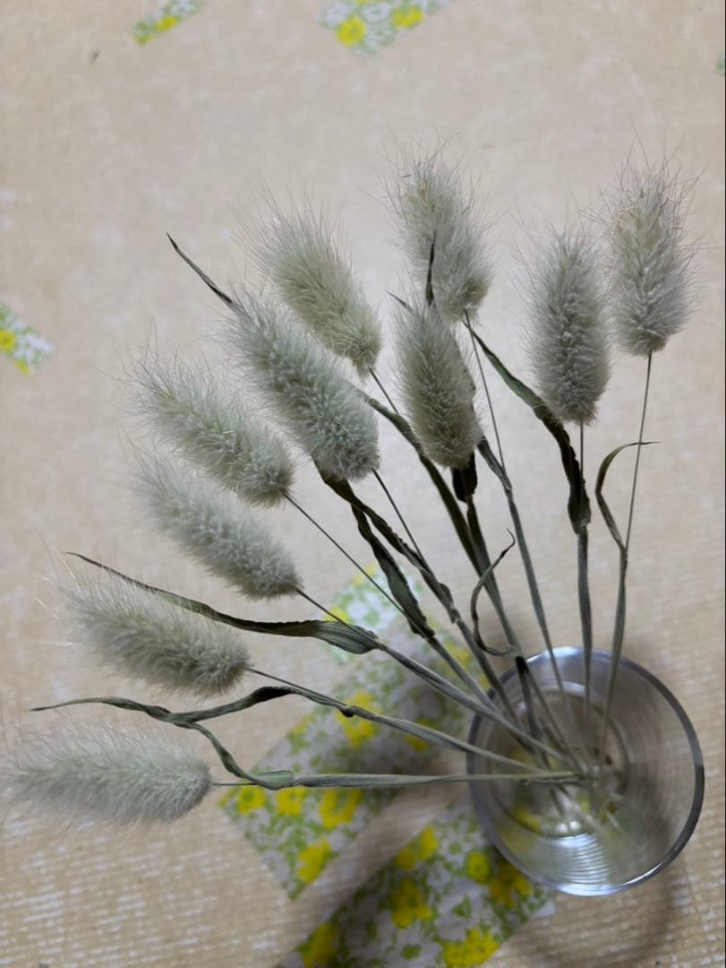 ドライフラワー ラグラスオバタス