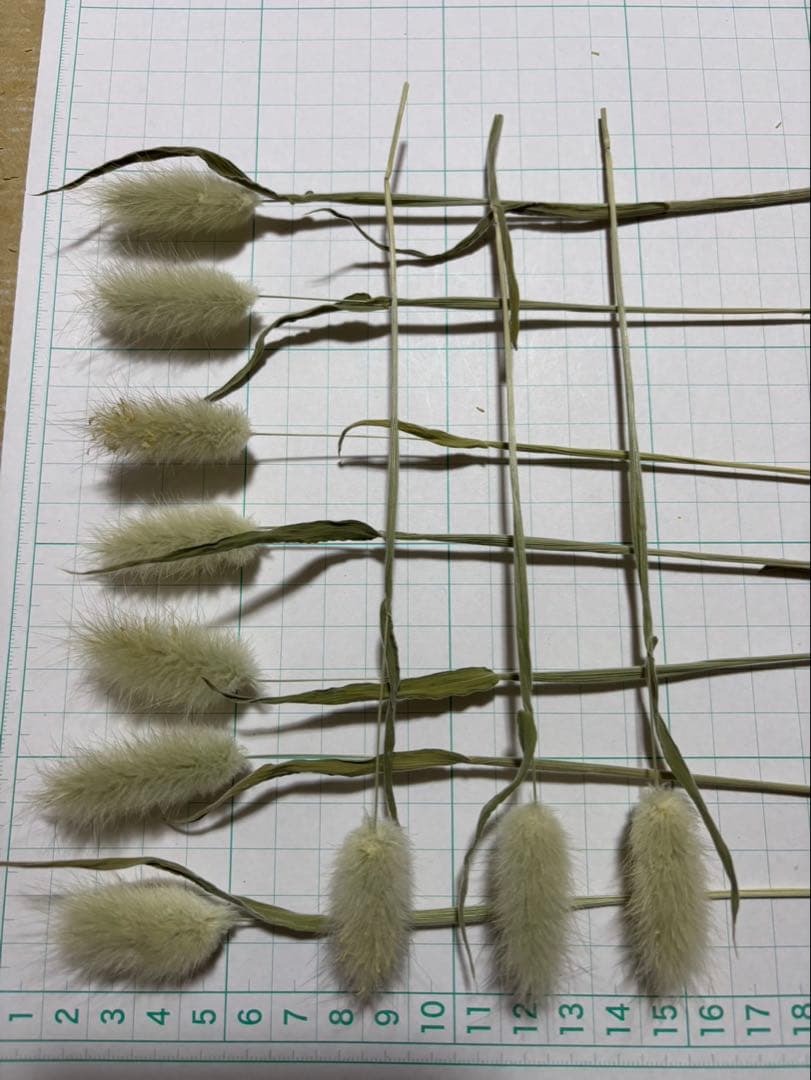 ドライフラワー ラグラスオバタス