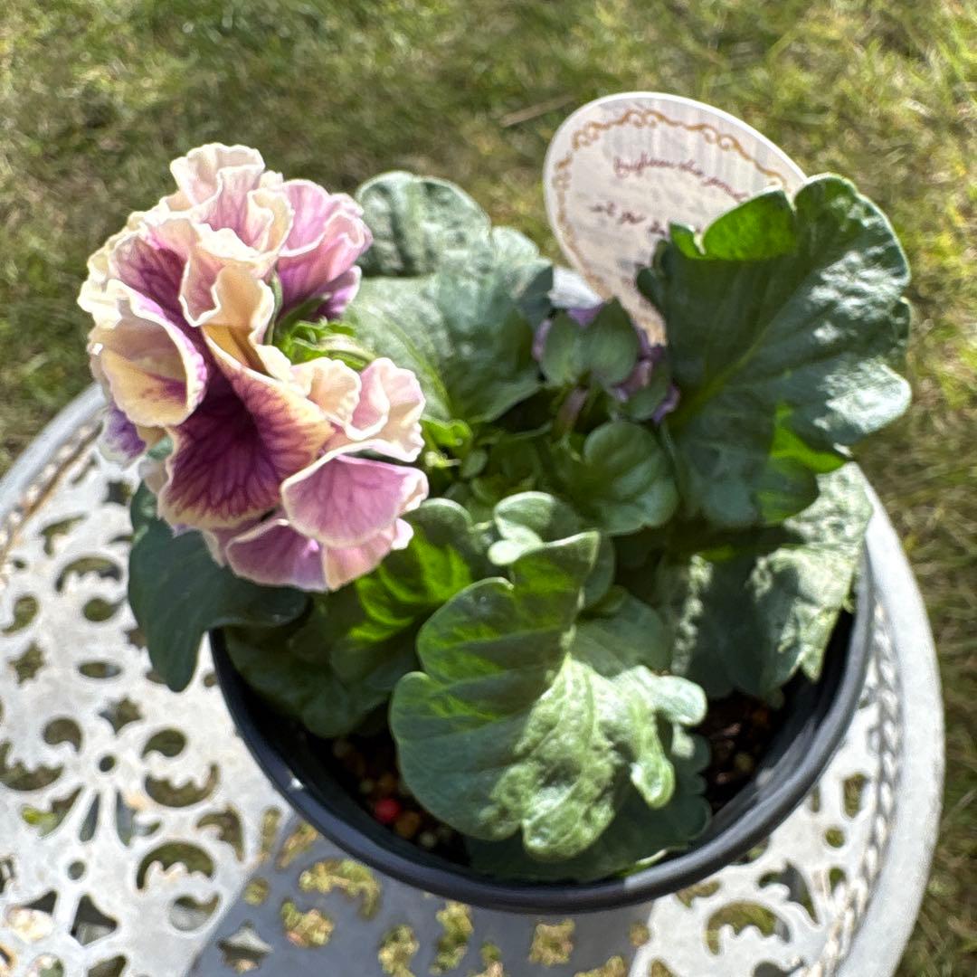 黒狐さま専用です•*¨*•.¸¸♪