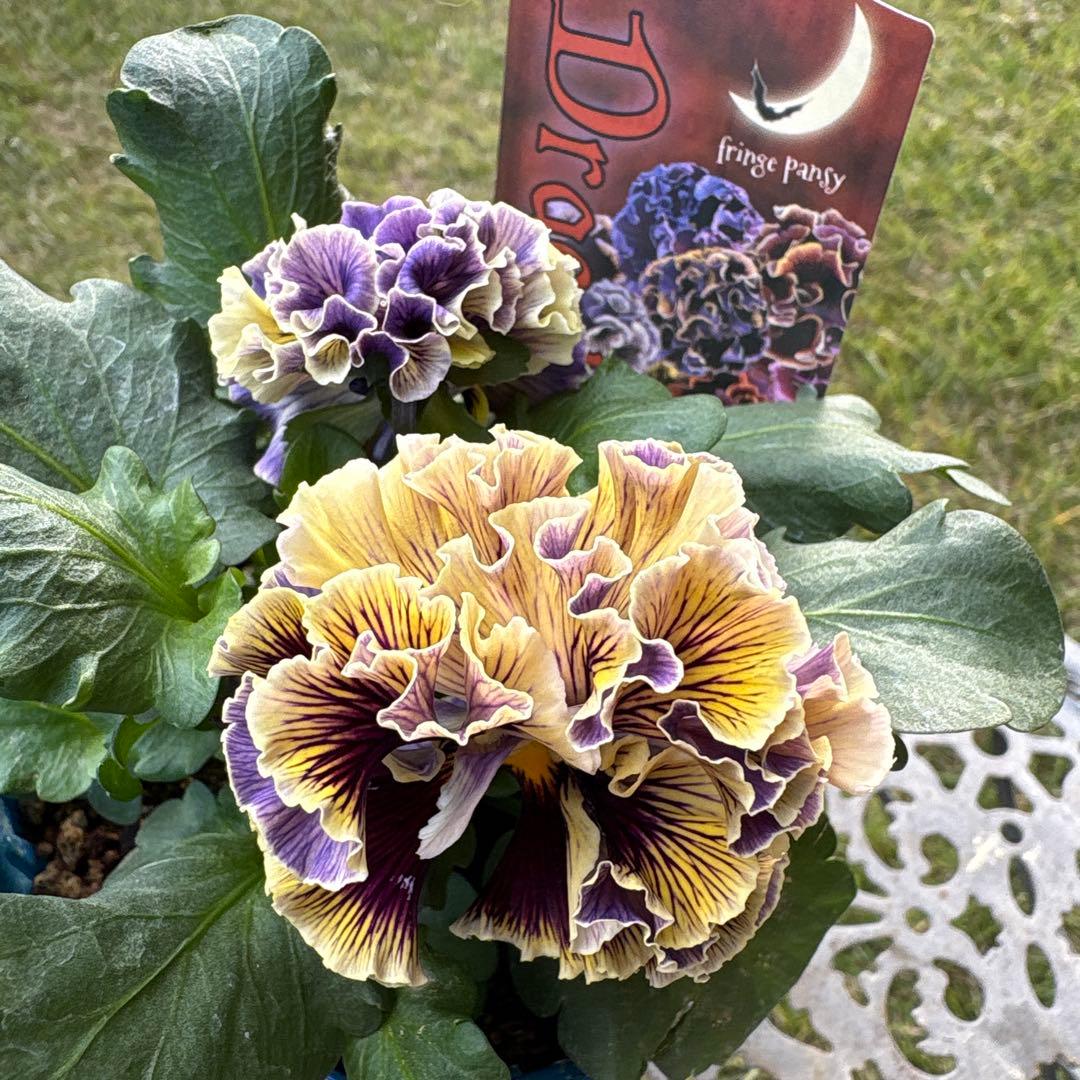 黒狐さま専用です•*¨*•.¸¸♪