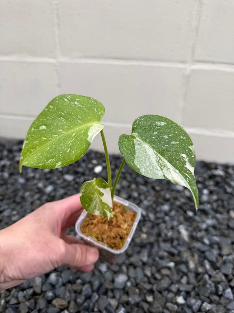 組織培養（TC）モンステラ レガシー　斑入り