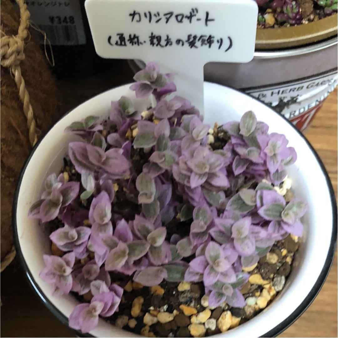 パピさんありがとぅー