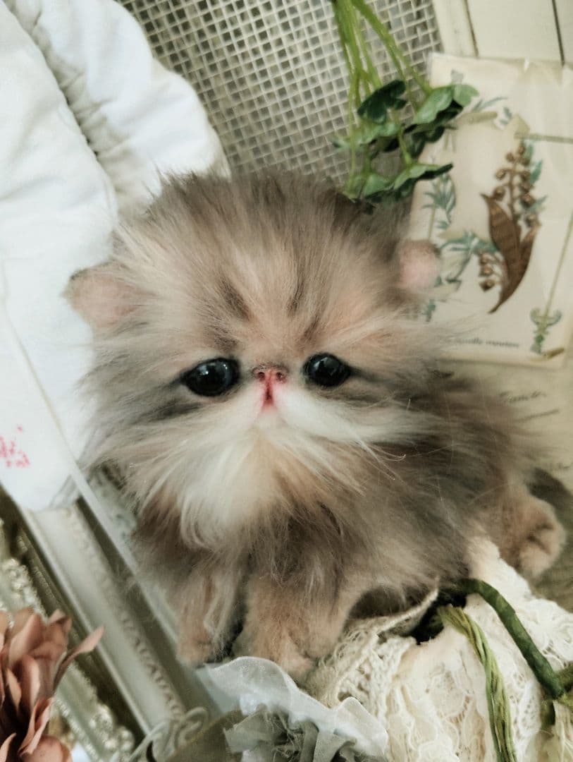 エキゾチックロングヘア♡子猫のプニちゃん♡アートドール♡ぬいぐるみ♡