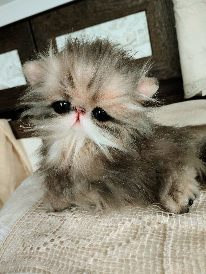 エキゾチックロングヘア♡子猫のプニちゃん♡アートドール♡ぬいぐるみ♡