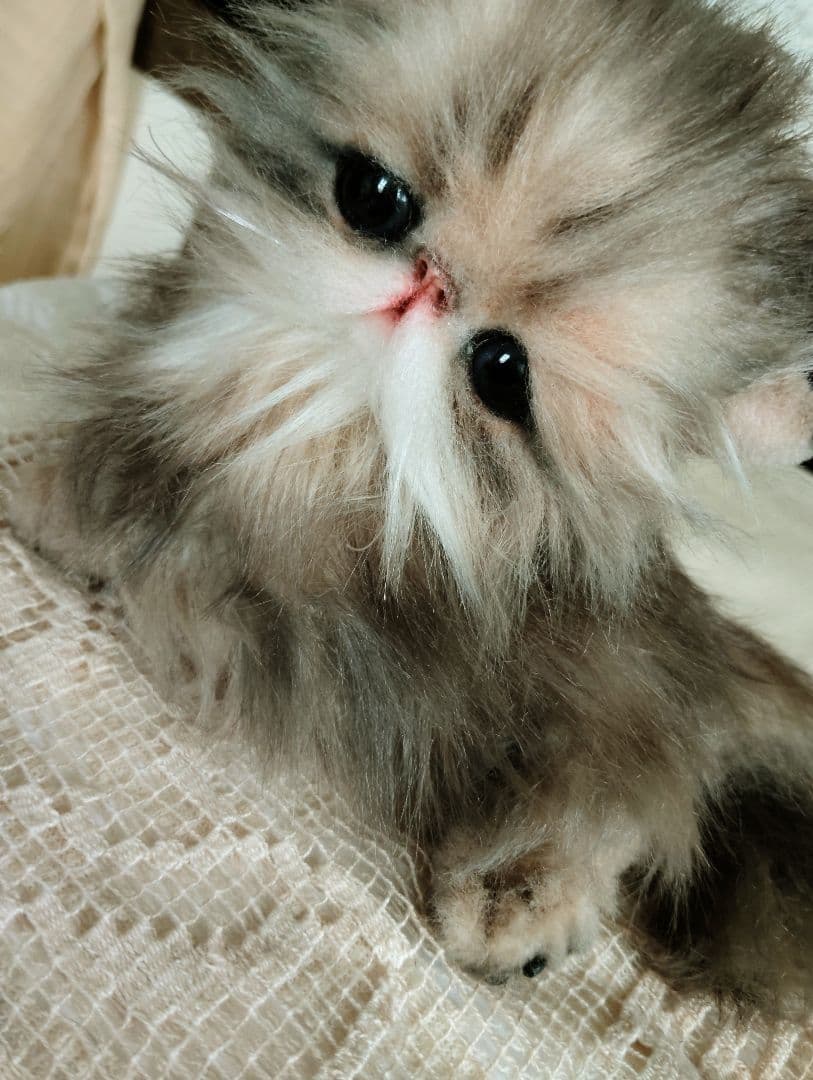 エキゾチックロングヘア♡子猫のプニちゃん♡アートドール♡ぬいぐるみ♡