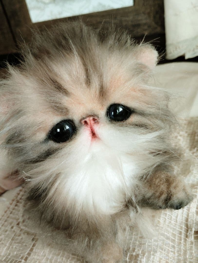 エキゾチックロングヘア♡子猫のプニちゃん♡アートドール♡ぬいぐるみ♡