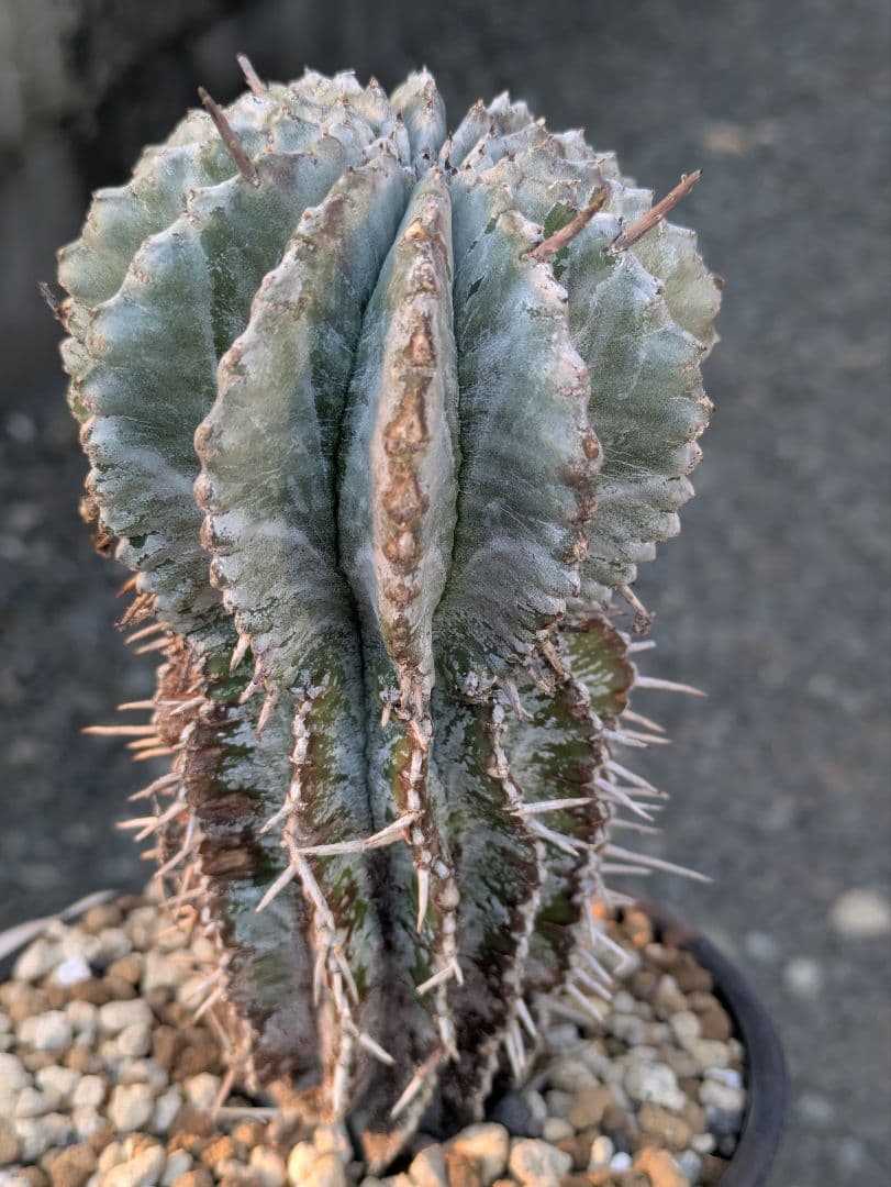 【ユーフォルビア】【現地株カキコ】【白肌】ホリダ