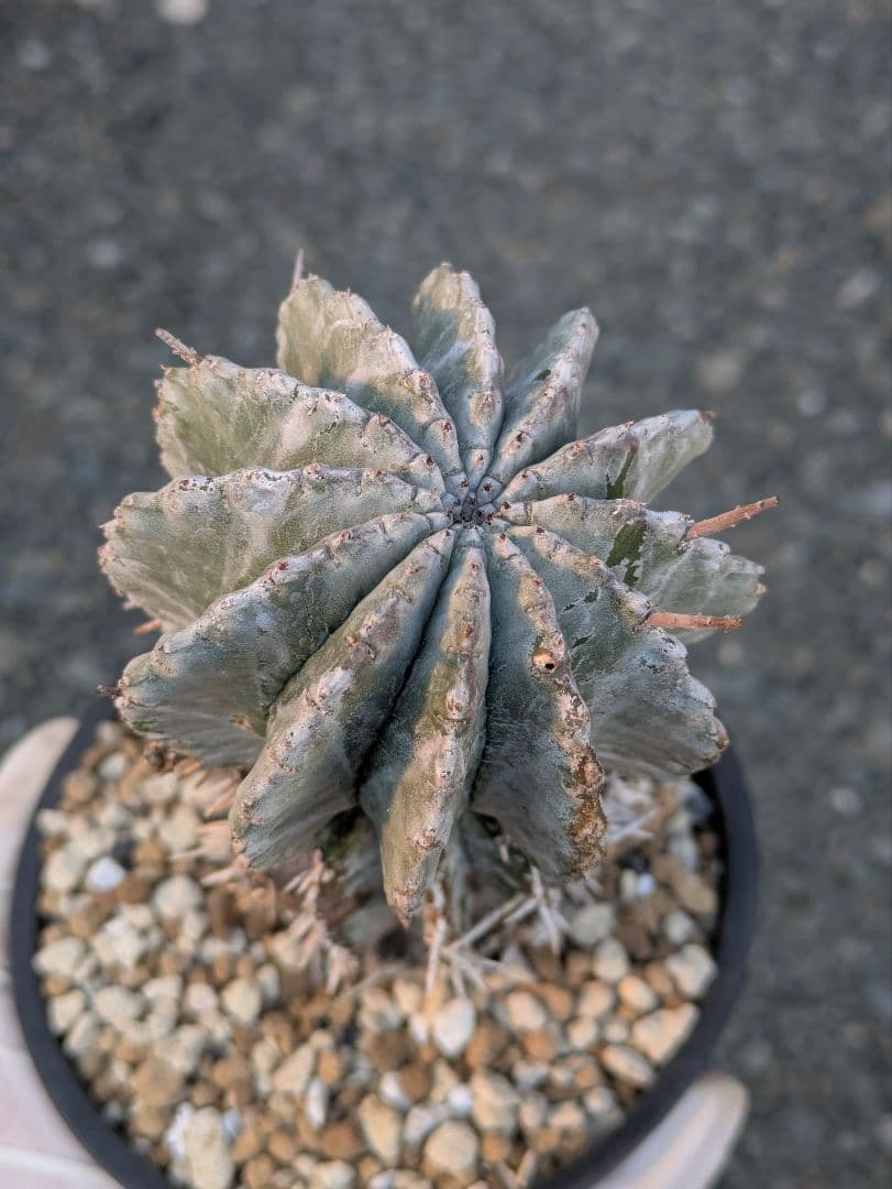 【ユーフォルビア】【現地株カキコ】【白肌】ホリダ