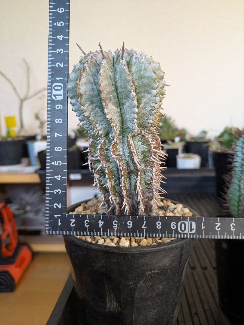 【ユーフォルビア】【現地株カキコ】【白肌】ホリダ