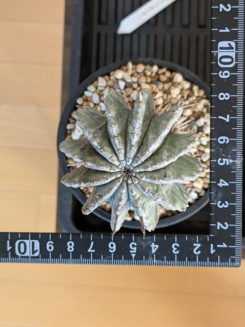 【ユーフォルビア】【現地株カキコ】【白肌】ホリダ