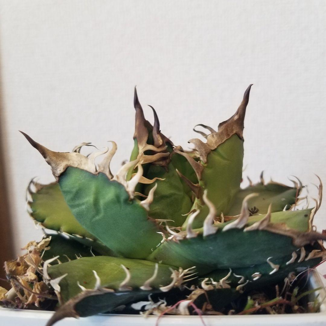 アガベ　実生　オテロイ