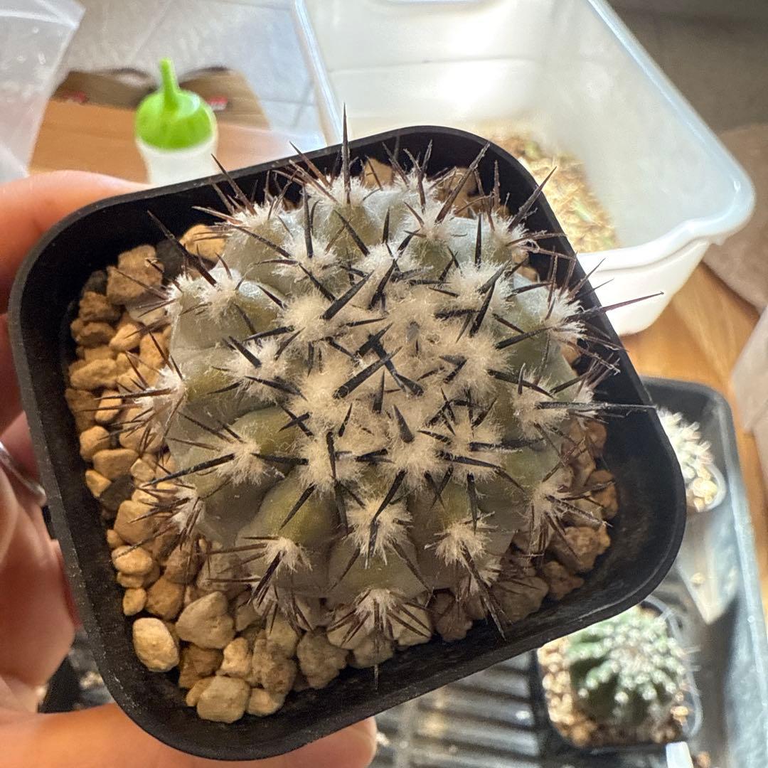 黒王丸　実生　接木　台付　発根済 5