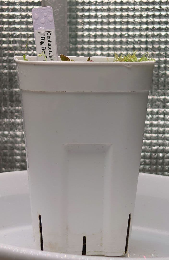 セファロタス ビッグボーイ＋ウサギゴケ 食虫植物 【匿名配送】