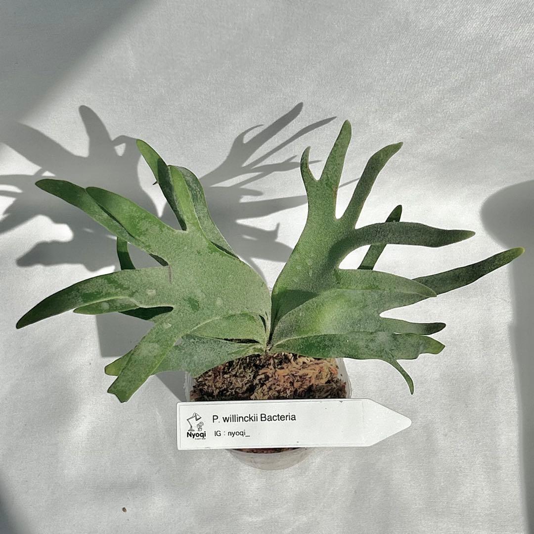 【SALE】 P. Willinckii Bacteria (TC)【47】