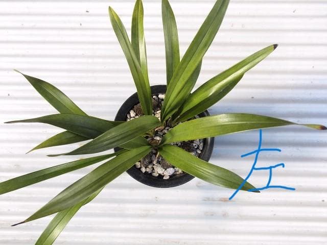 ミスマフェット 株分け済み 花芽計４つ 鉢抜き発送