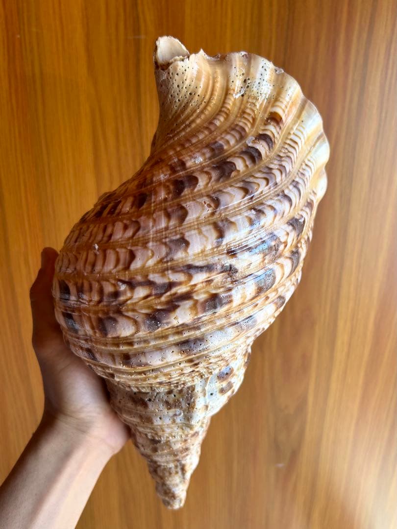 法螺貝33cm