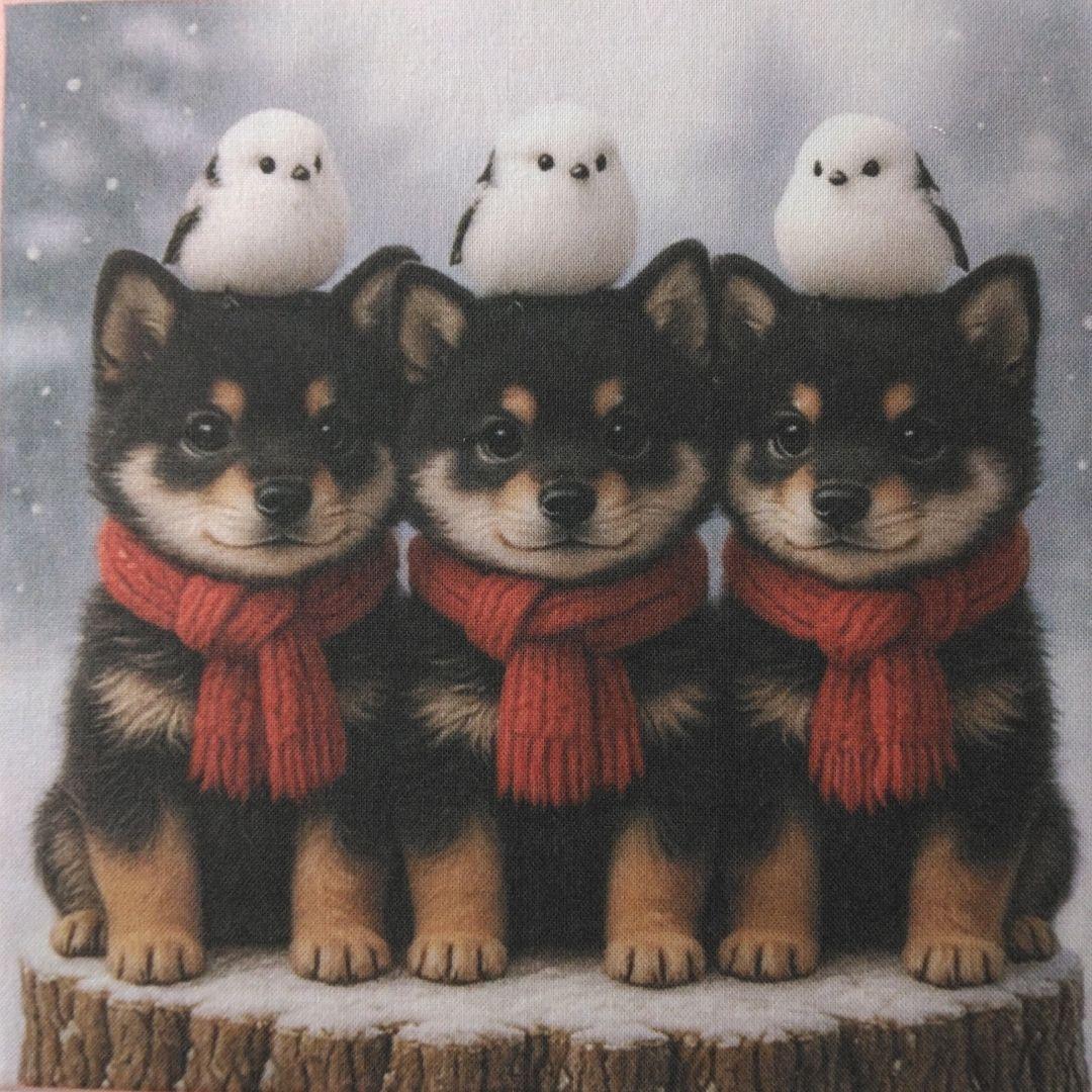 ☆受付☆柴犬