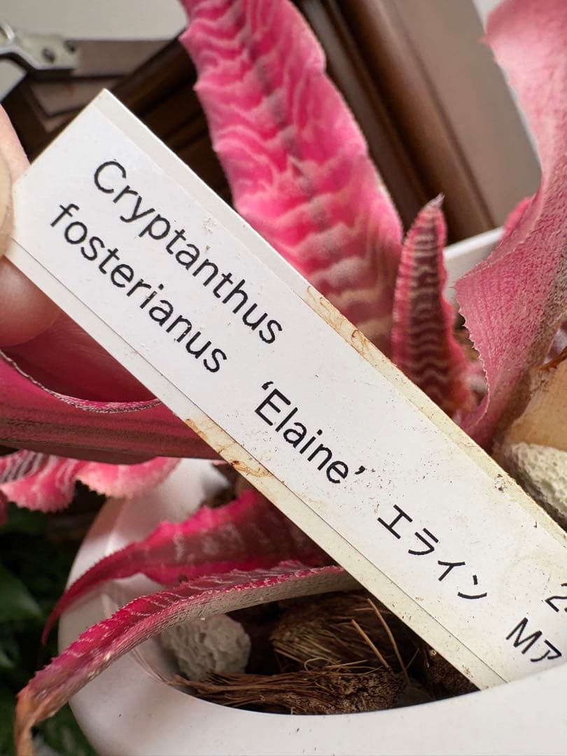 クリプタンサス　フォステリアヌス エライン　4号