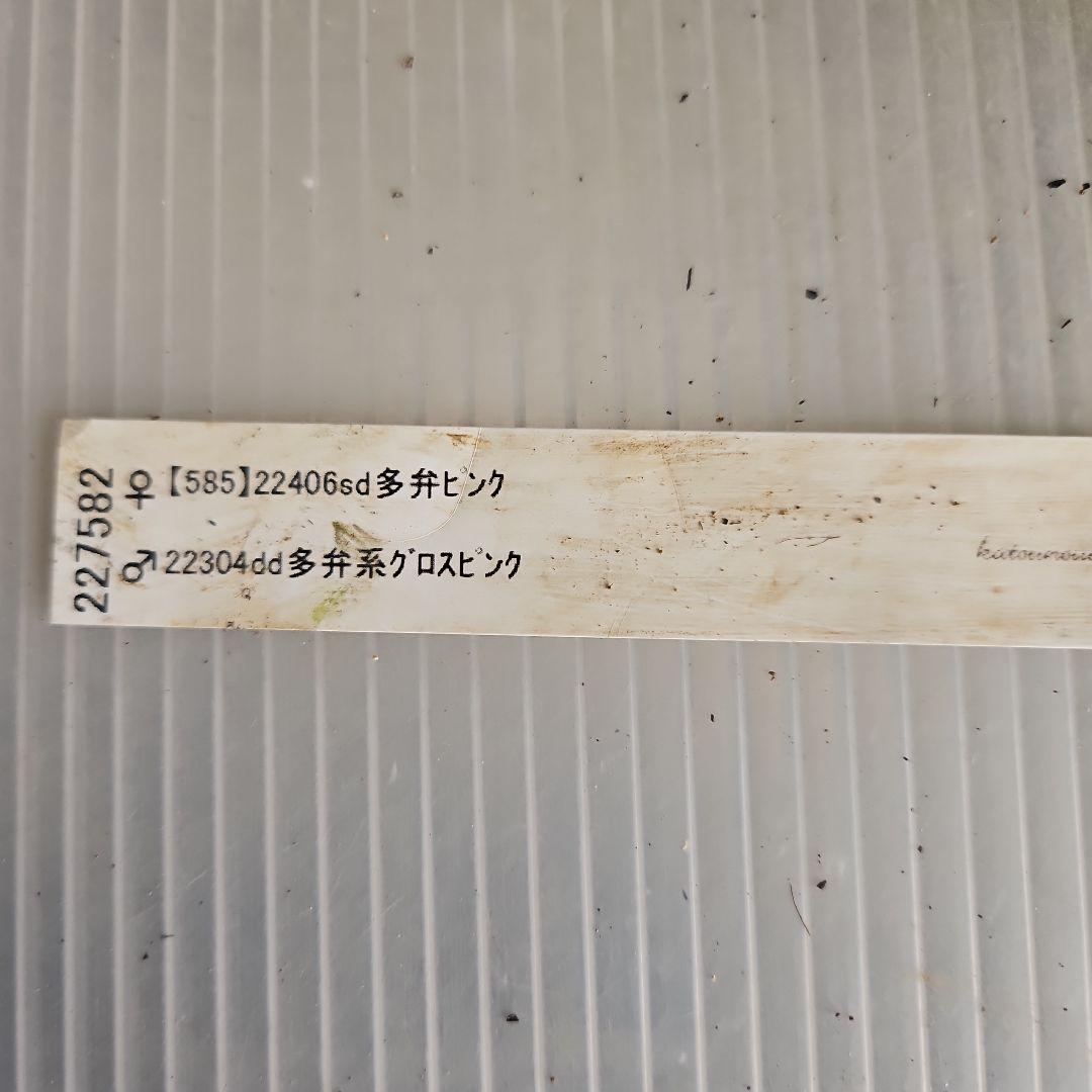 ㉖-398クリスマスローズ