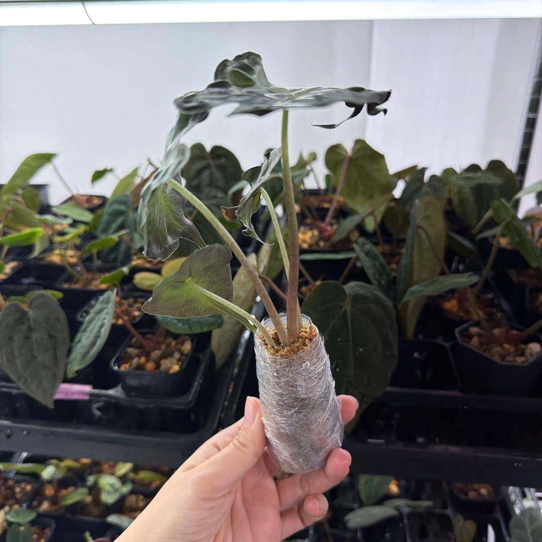 アロカシア ヴェノム Alocasia 'Venom' 管理番号s246