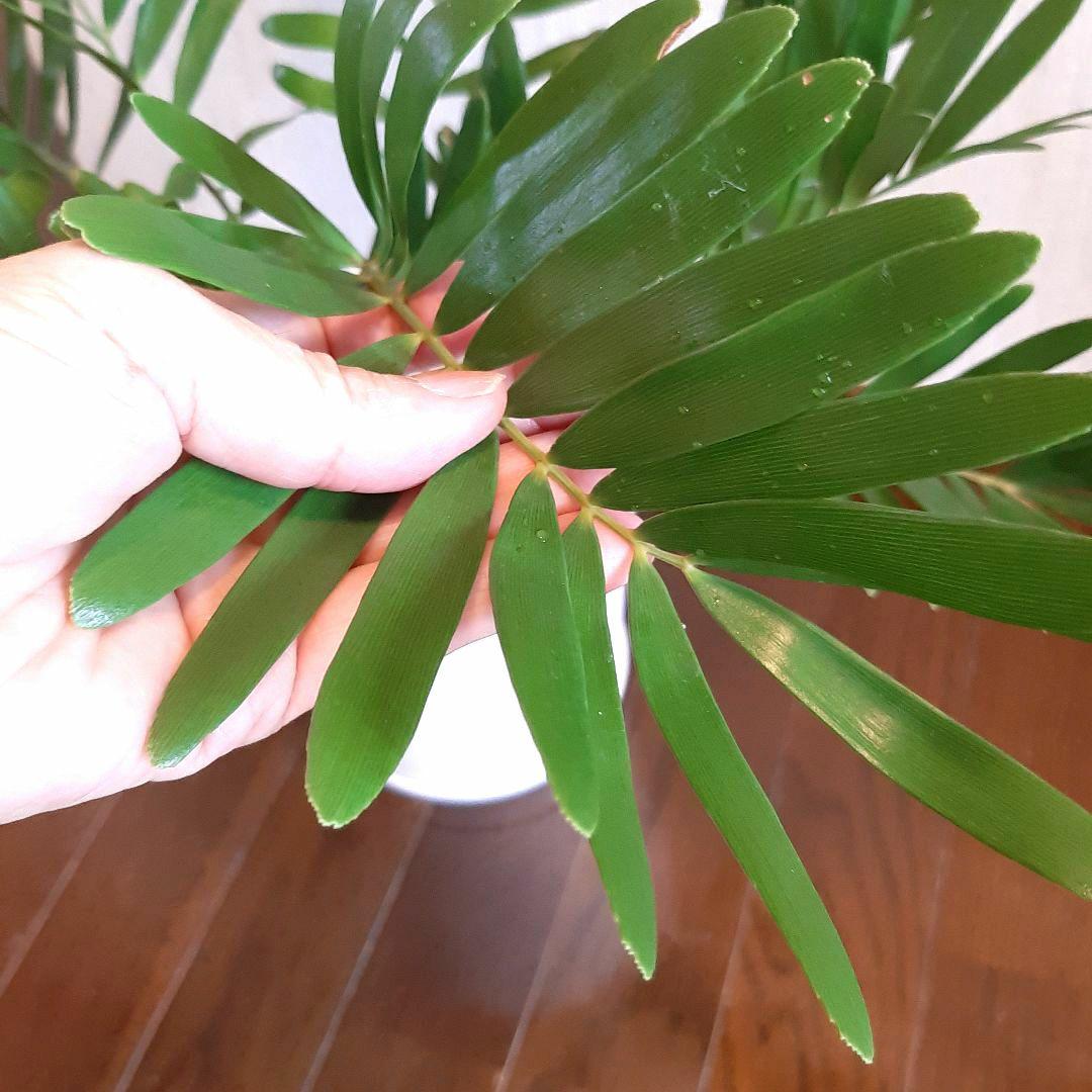 #ザミア　フロリダーナ　#蘇轍　観葉植物　細葉　ソテツ