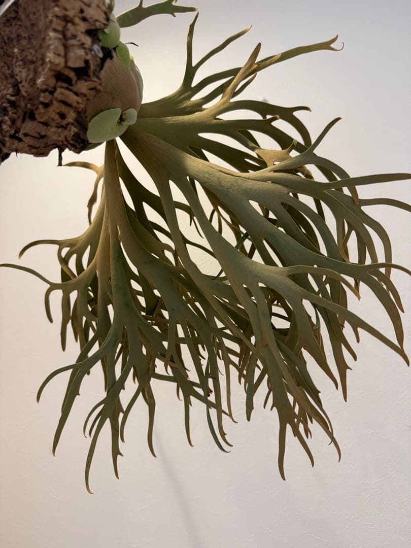 大株　P. willinckii Jade Girl spore ビカクシダ