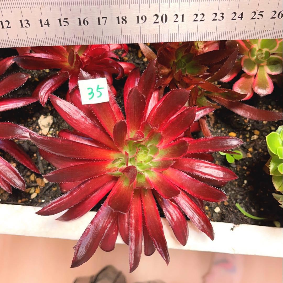 35#多肉植物アエオニウム錦❤️コーニッシュトリビュート錦❤️1頭3芽14cm拔き苗